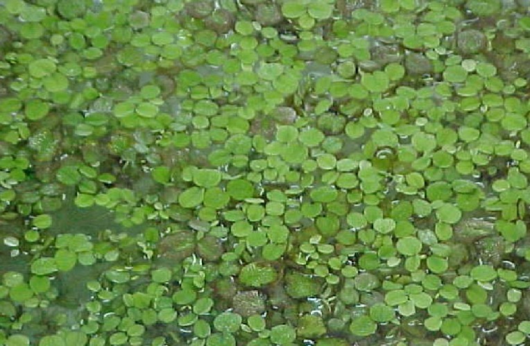 lirios de agua